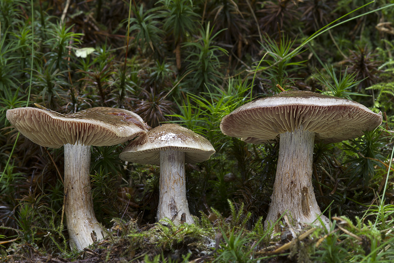 Cortinarius scaurus